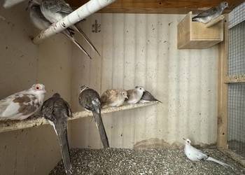 Gołąbkami Diamentowe Szeki