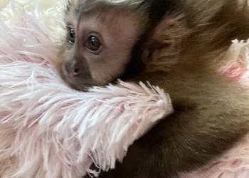Małpka Kapucynka czubata maluch