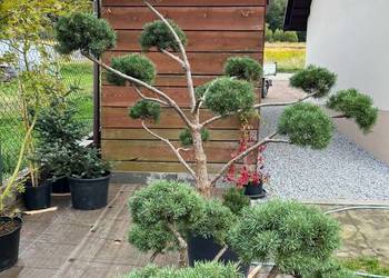 bonsai drzewa formowane  sosna 200cm