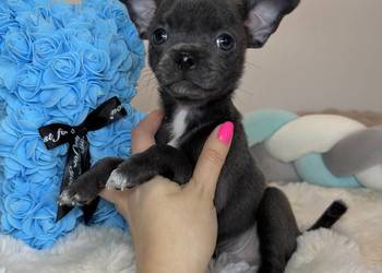 Chihuahua piesek krótkowłosy niebieski Blue badania DNA