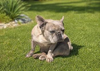 Buldog francuski sunia