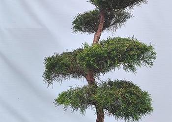 Bonsai Niwaki jałowiec pośredni Mint Julep