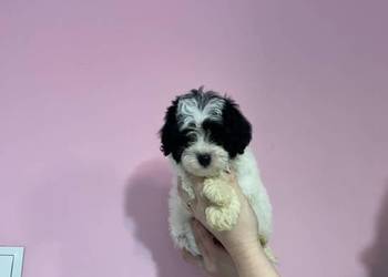 Odchowany chłopiec Maltipoo Maltańczyk x Pudel Toy METRYKA WYPRAWKA