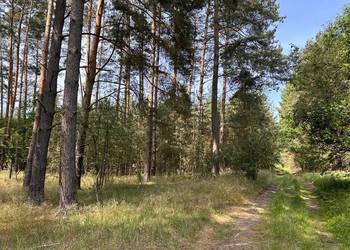 Działka w otulinie lasu