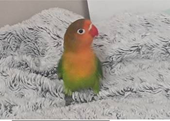 Fisher Nierozłączki