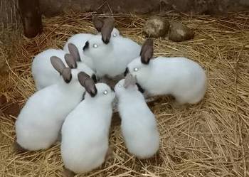 Samiec Kalifornia polecam 4 sztuki