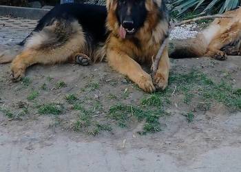 Szczeniak owczarka niemieckiego