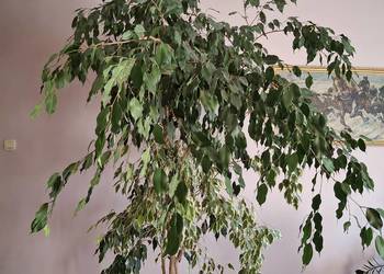 Fikus Beniamin zielony z pstrokaty