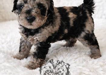 Śliczny piesek Pudel Miniaturowy Badania Genetyczne!