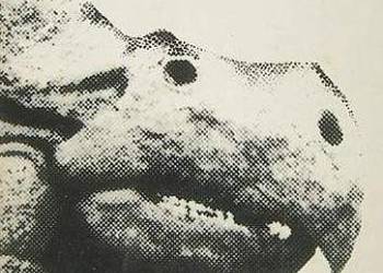 Przygody w skamieniałym świecie