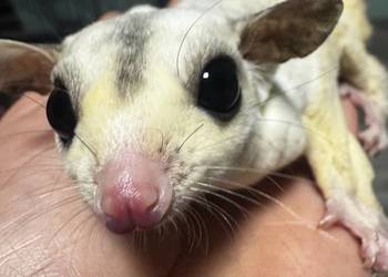 Lotopałanka karłowata, para