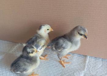 Kurczaki Silverudd, Marans, Tęczanka Czernichowska