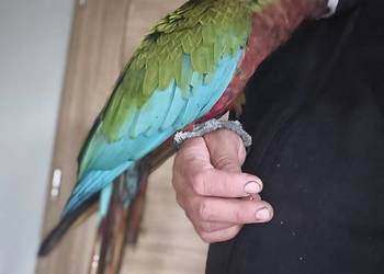 Ara Calico i ararauna rk para