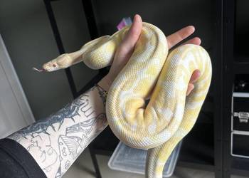 pyton krolewski samica albino ghi