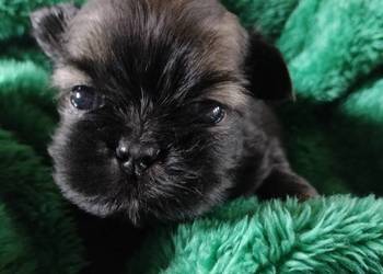 Piesek shih tzu do rezerwacji
