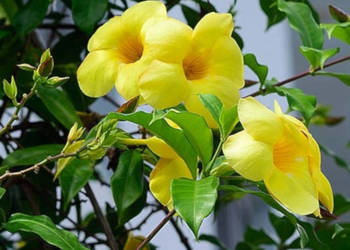 ALLAMANDA PRZECZYSZCZAJĄCA Allamanda cathartica - NASIONA 100g