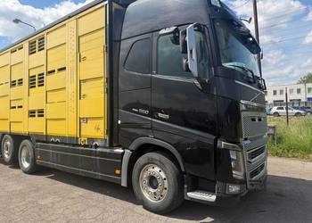 Auto do przewozu bydła, żywca zwierząt Volvo FH16 550 rok prod. 2017 243 ty
