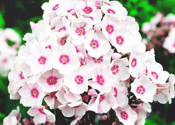 FLOKS WIECHOWATY Europa - sadzonki w doniczkach