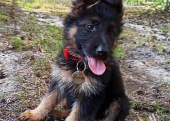 Owczarek niemiecki długowłosy, szczenię