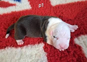 Amstaff zkwp FCI przepiękny piesek