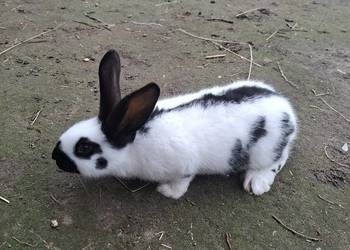 Sprzedam krórlika  srokacza niemieckiego