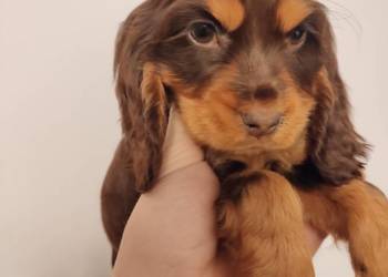 Wspaniała suczka Cocker Spaniel