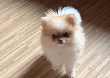 Szpic miniaturowy/pomeranian