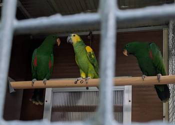 Papugi Lory Wielkie, lora wielka