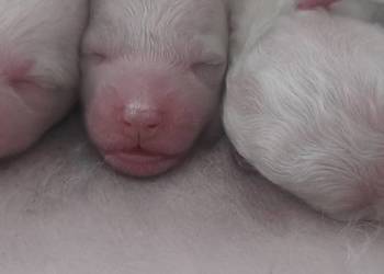 Bichon frise Fci