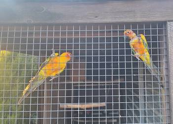 Legowa para konur słonecznych