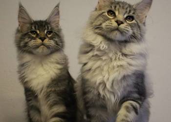 Siostrzyczki maine coon