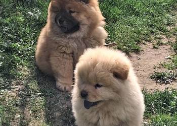 Chow chow szczeniaki z rodowodem