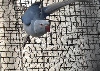 Papugi aleksandretty