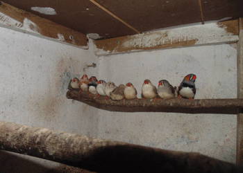 łekówki turkusowe , zeberki ,gołąbki diamentowe