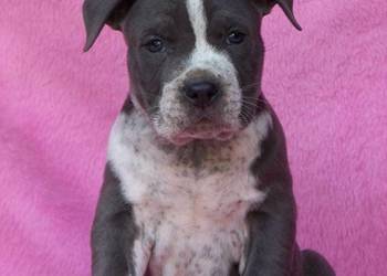 American Staffordshire Terrier