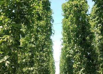 Chmiel Hops Hopfen MAGNUM