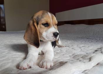Piesek Beagle   Zkwp-FCI po Championach ,DNA