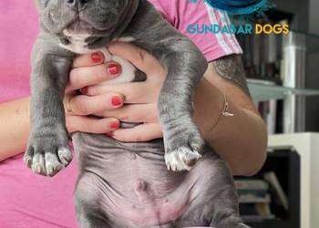 American Bully piesek ABKC