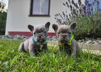 Buldog francuski