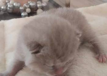 Zapraszam do rezerwacji kotka brytyjskiego