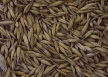 Owies Rambo po centrali