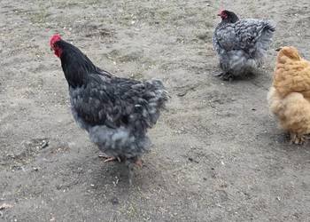 Jajka lęgowe kochin olbrzymi