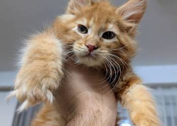 Maine Coon kocur do hodowli po Championach