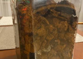 Błyskoporek podkorowy (Inonotus obliquus):  Czaga