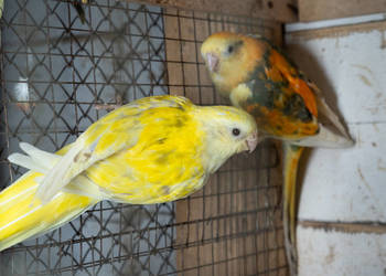 Świergoty para 2021/2023