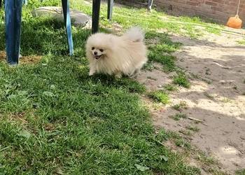 Pomeranian reproduktor