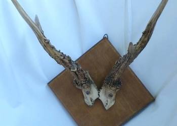 poroże osadzone na drewnianym rombie