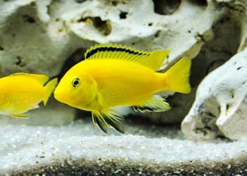 Pyszczaki, Labidochromis Caerules,