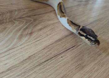 Pyton samiec Piebald