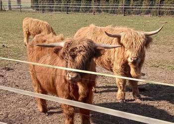 Bydło szkockie, rasa Highland